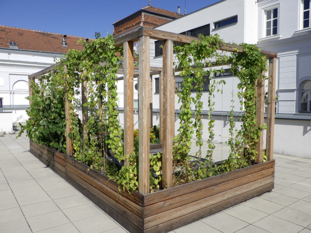 Im Bild ist eine begrünte Holzpergola auf einer Schuldachterrasse zu sehen.