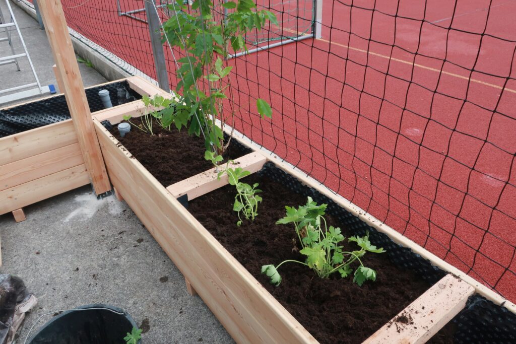 Im Bild sind frisch gepflanzte Stauden und Kletterpflanzen in einem Hochbeet an einer Pergola mit Rankhilfe zu sehen.