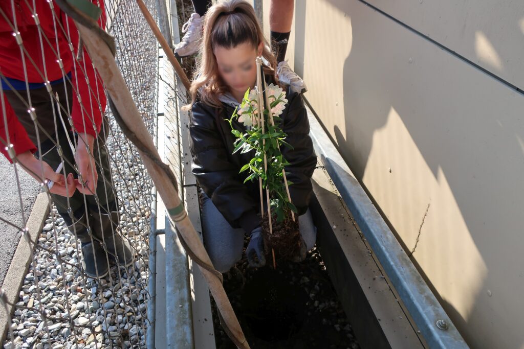 Im Bild sind Schüler*innen zu sehen, die Pflanzarbeiten an einer Rankhilfe vor einem Gebäude durchführen.