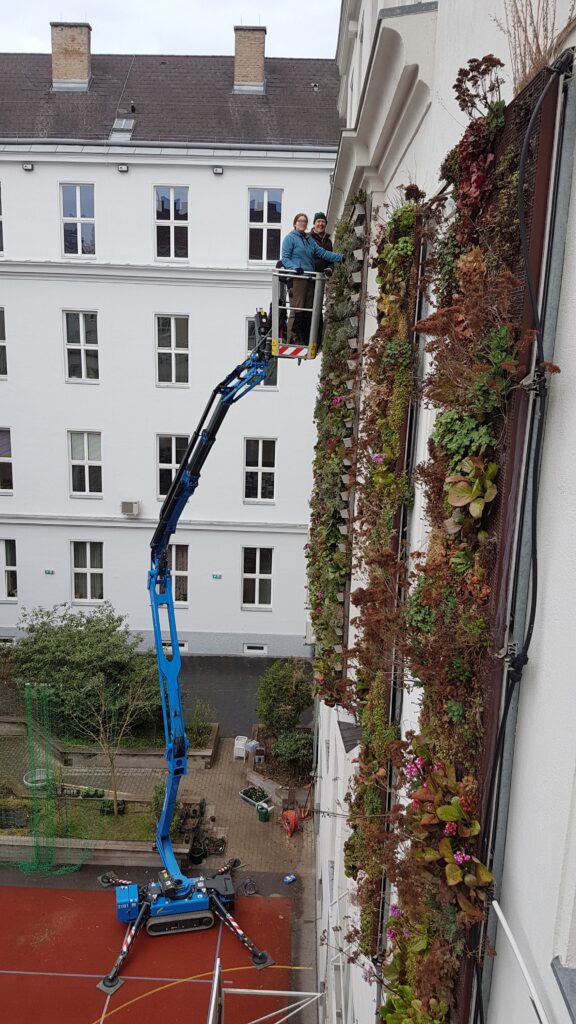 Im Bild ist ein Hubsteiger mit zwei Personen im Korb zu sehen, die Grünpflege an einer Fassadenbegrünung durchführen.