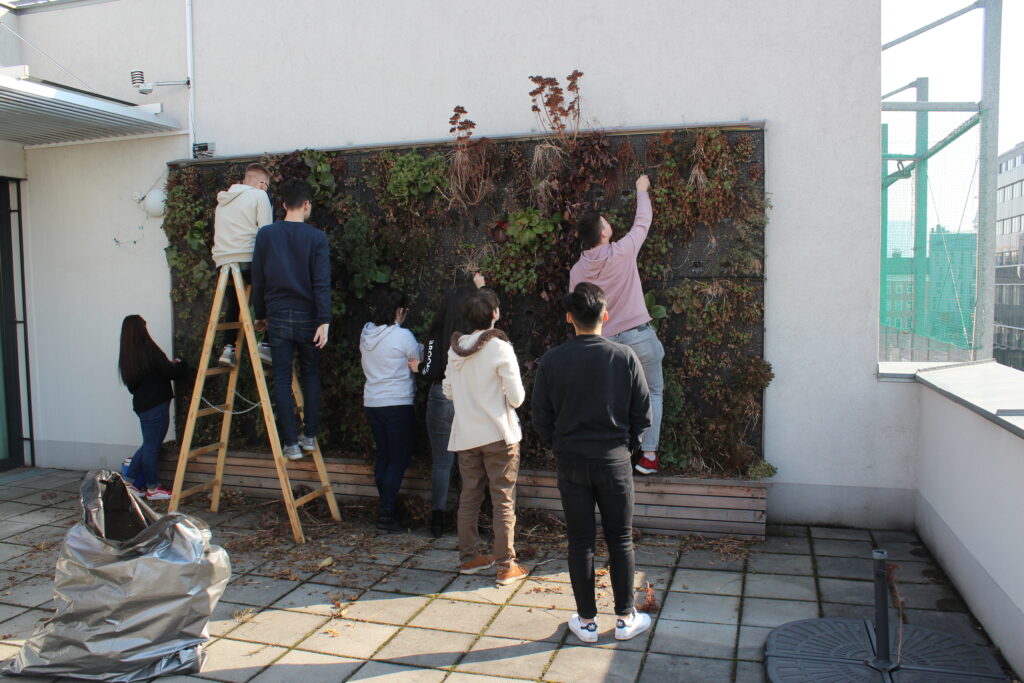 Im Bild sind Schüler*innen zu sehen, die eine Grünwand auf der Terrasse pflegen.