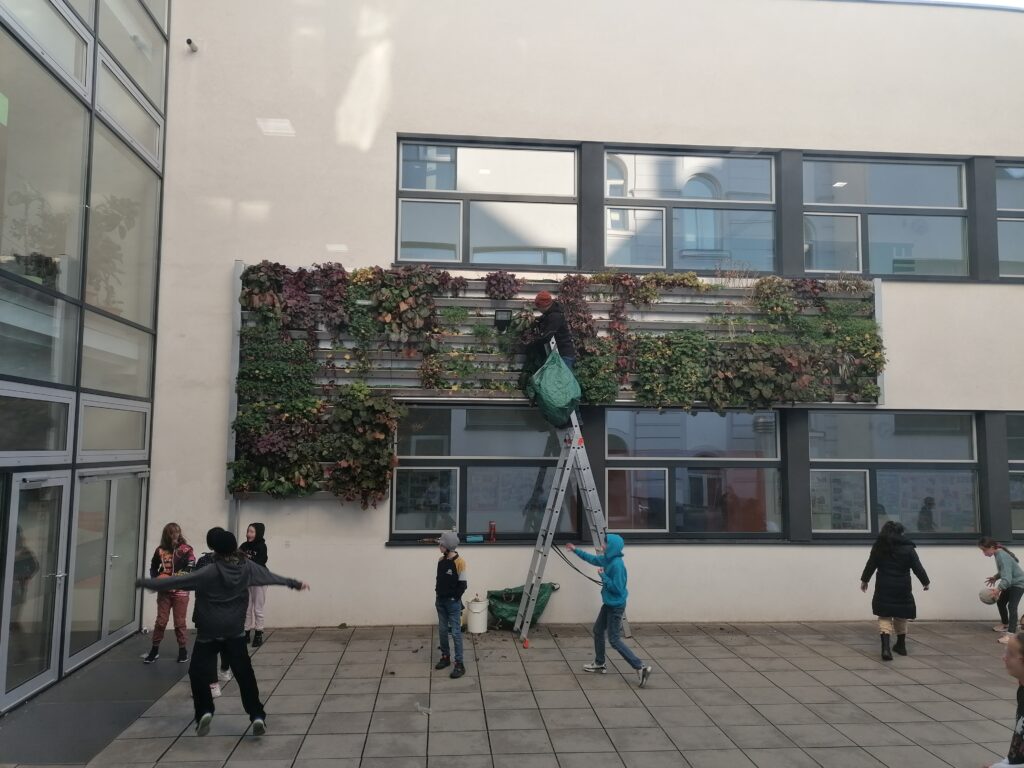 Im Bild ist eine Grünwand in einem Schul-Innenhof mit Kindern zu sehen. Auf einer Leiter stehend Pflegt eine Personen die Grünwand.