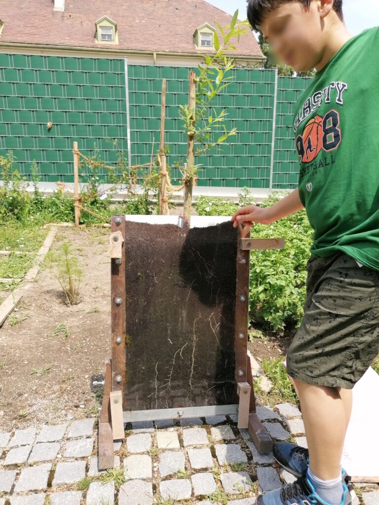 Im Bild ist ein Schüler zu sehen, der vor einer bepflanzten Rhizobox steht.