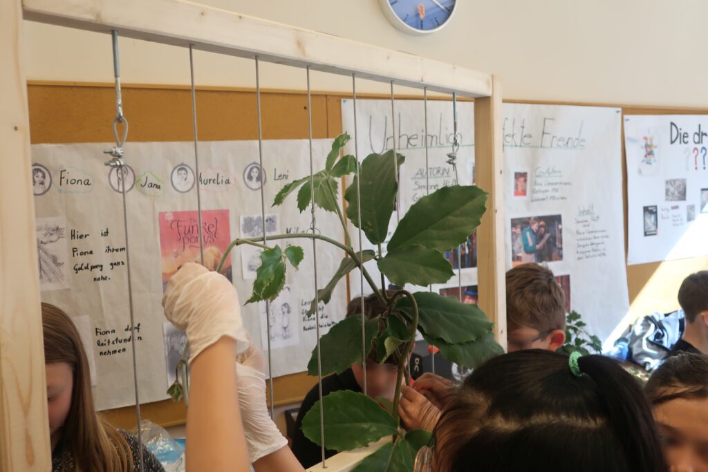 Im Bild sind Schüler*innen zu sehen, die eine Zimmer-Kletterpflanze an eine Rankhilfe binden.
