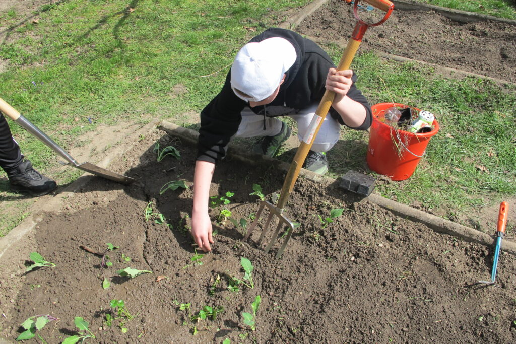 Im Bild ist ein Schüler zu sehen, der Pflanzarbeiten an einem Beet durchführt.
